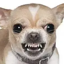 ảnh meme cheems 8