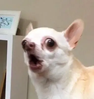 ảnh meme cheems 12