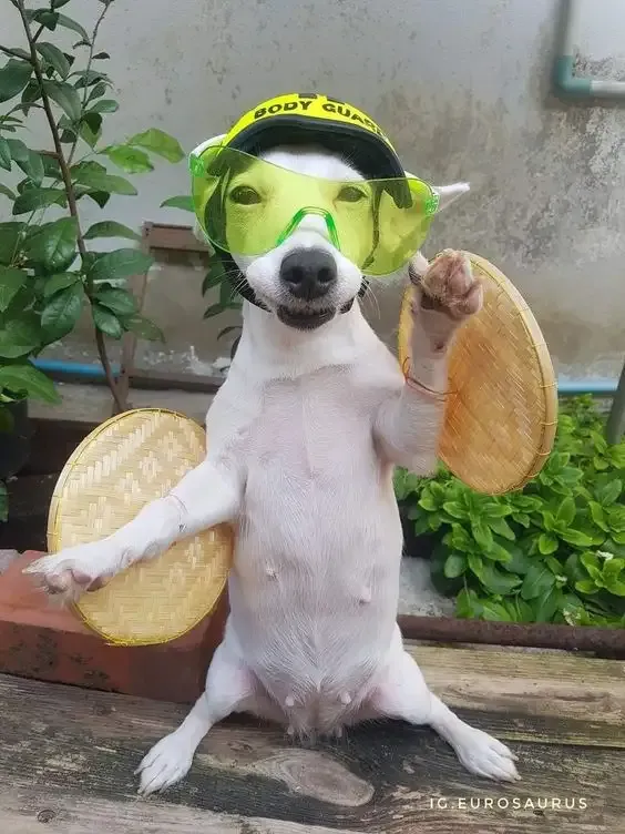 ảnh meme cheems 19