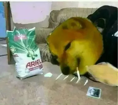 ảnh meme cheems 43
