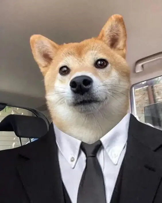 ảnh meme cheems 26