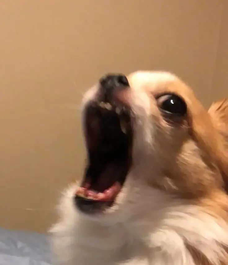 ảnh meme cheems 2