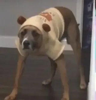 ảnh meme chó 28