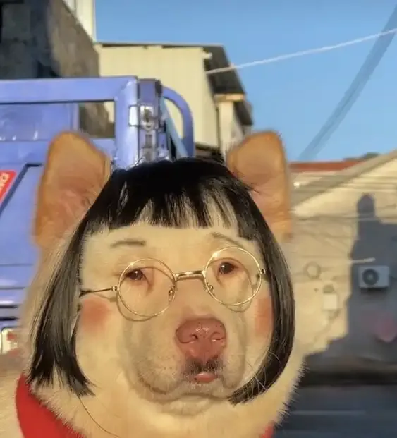 ảnh meme chó 29