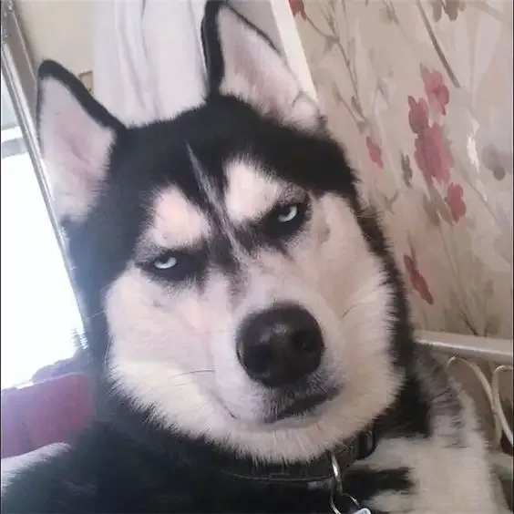 ảnh meme chó 6
