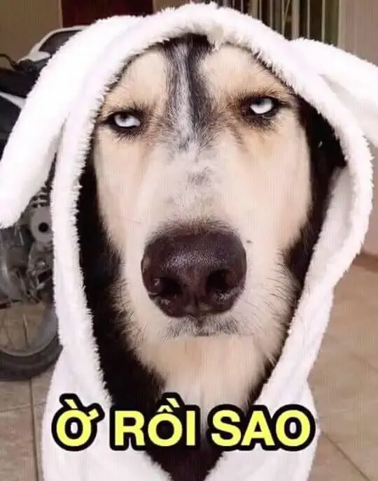 ảnh meme chó 7