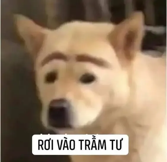 ảnh meme chó 9