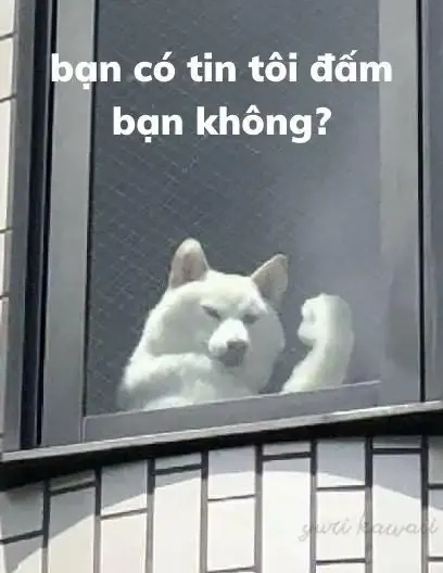 ảnh meme chó 10