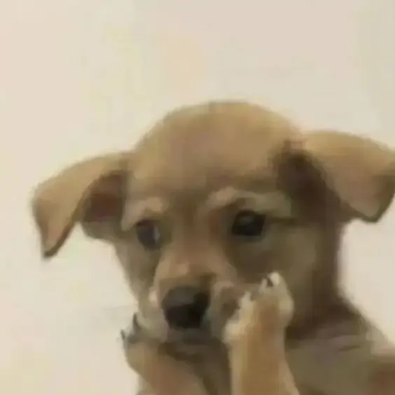 ảnh meme chó 33
