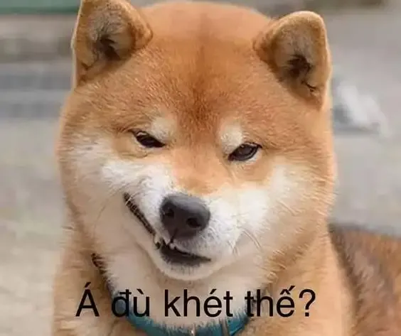 ảnh meme chó 17