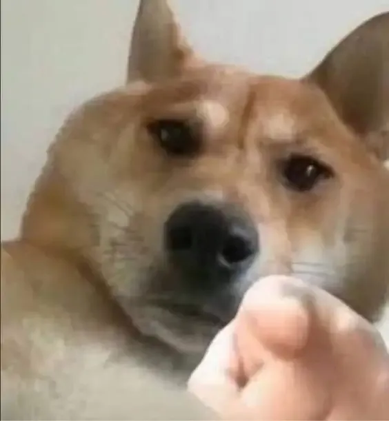 ảnh meme chó 18