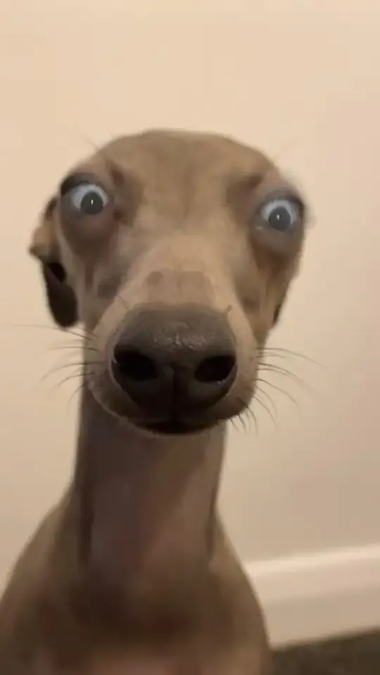 ảnh meme chó 43