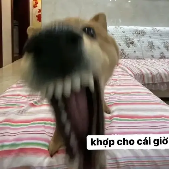 ảnh meme chó 23