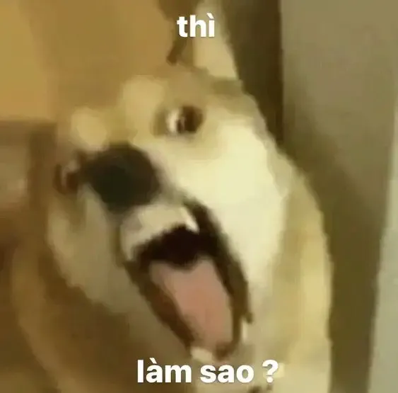 ảnh meme cười 4