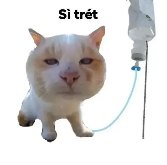 ảnh meme cười 7