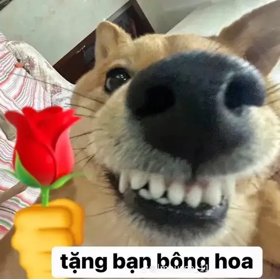 ảnh meme cười 10