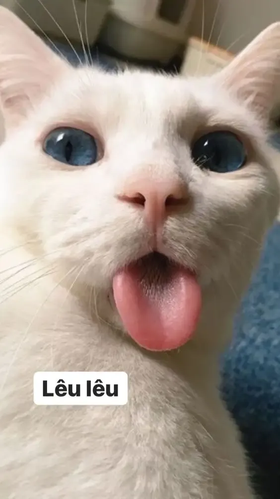 ảnh meme cười 15