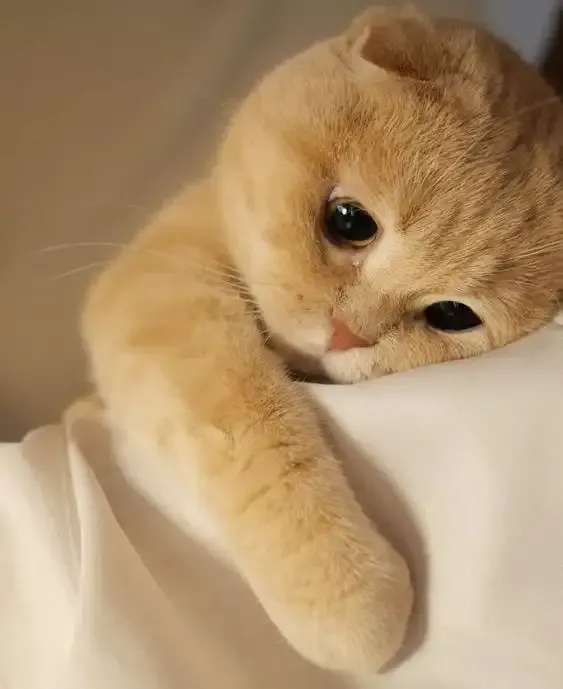 ảnh Meme Cute 3