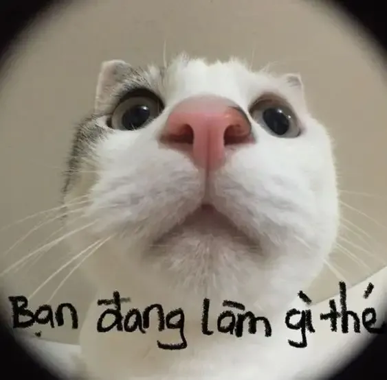 ảnh Meme Cute 4