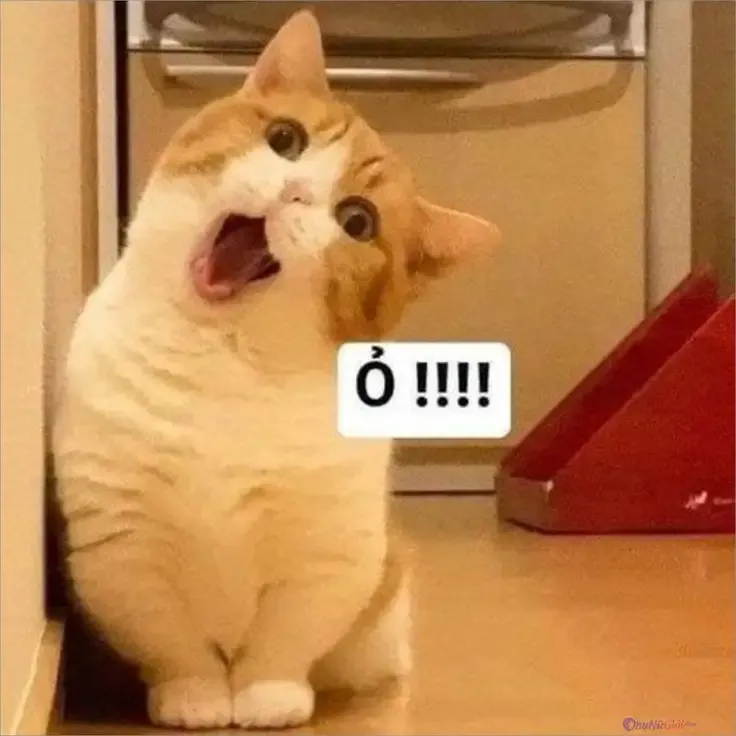 ảnh Meme Cute 39