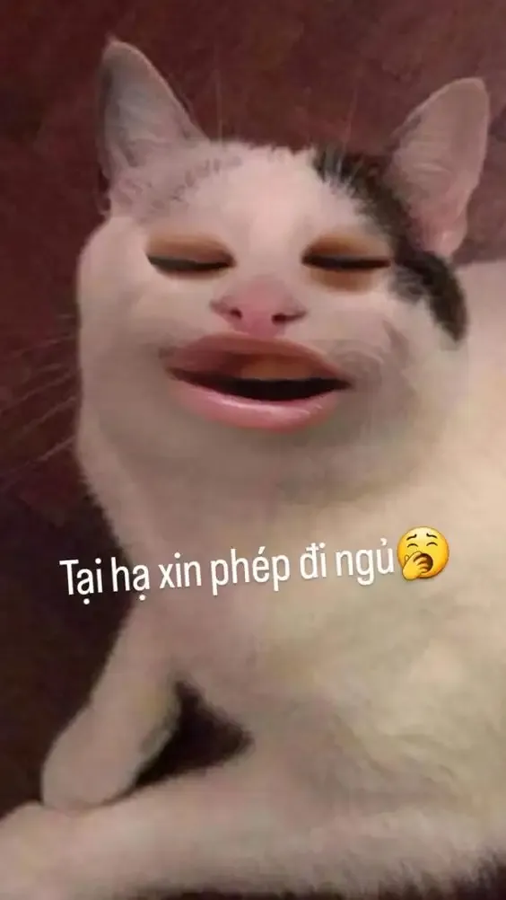 ảnh Meme Cute 30