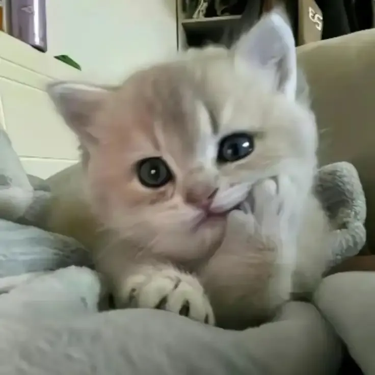ảnh Meme Cute 7