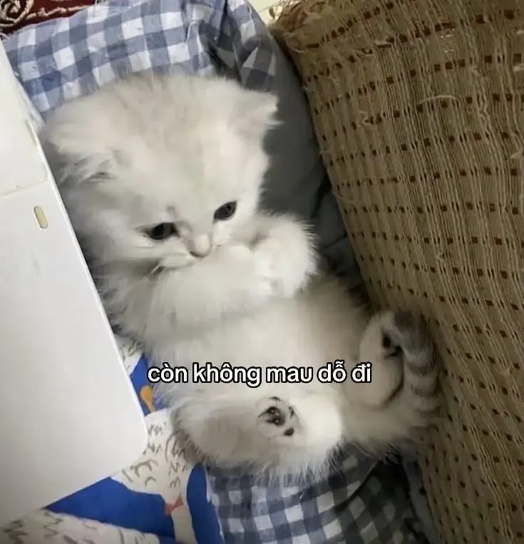 ảnh Meme Cute 13