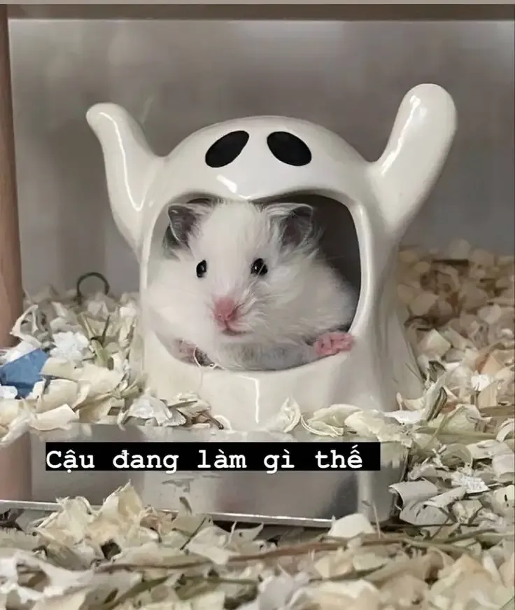ảnh Meme Cute 16