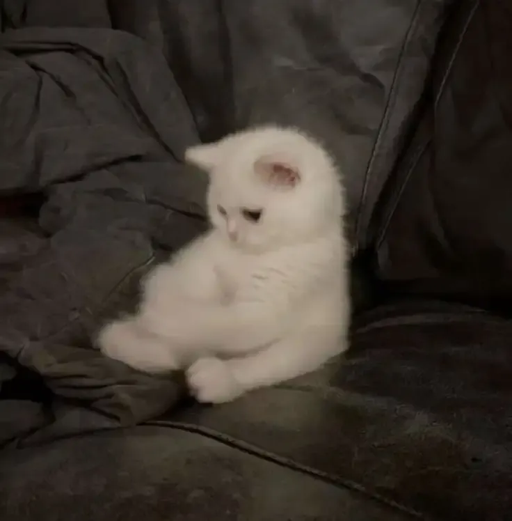 ảnh Meme Cute 17