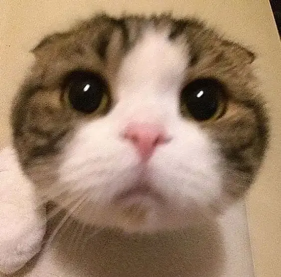 ảnh Meme Cute 19