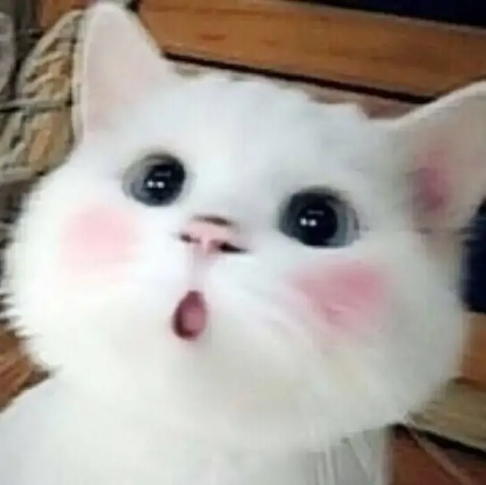 ảnh Meme Cute 1