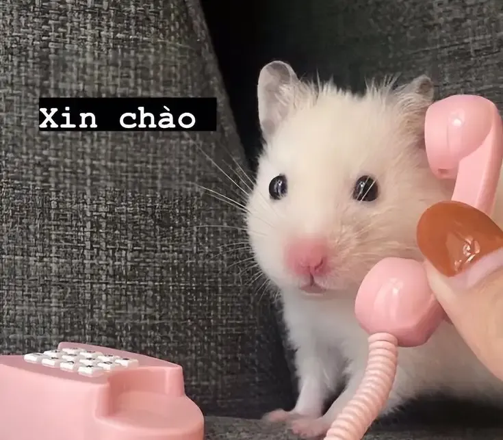 ảnh Meme Cute 26