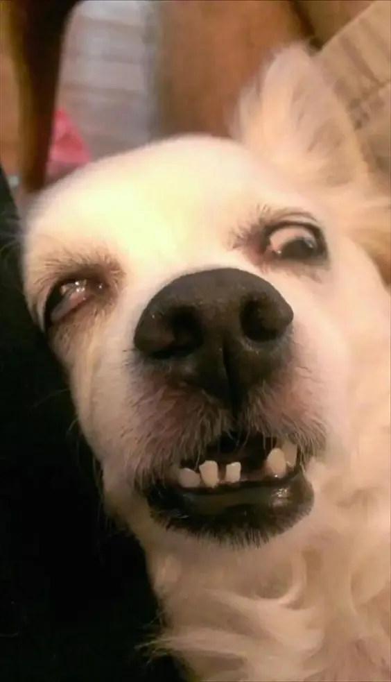 ảnh Meme dog 7