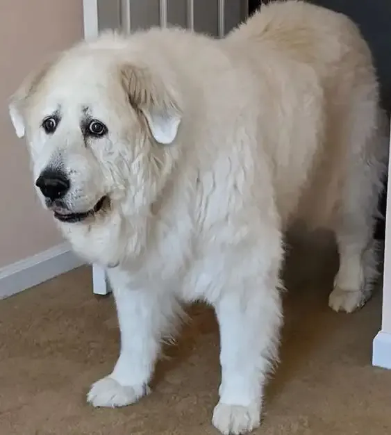 ảnh Meme dog 8