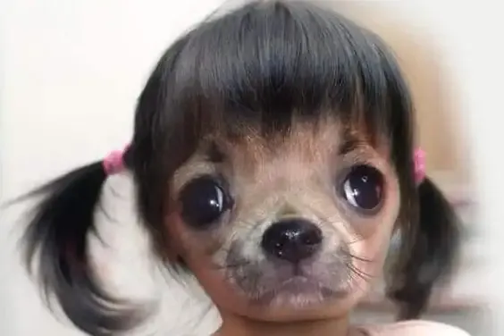 ảnh Meme dog 31