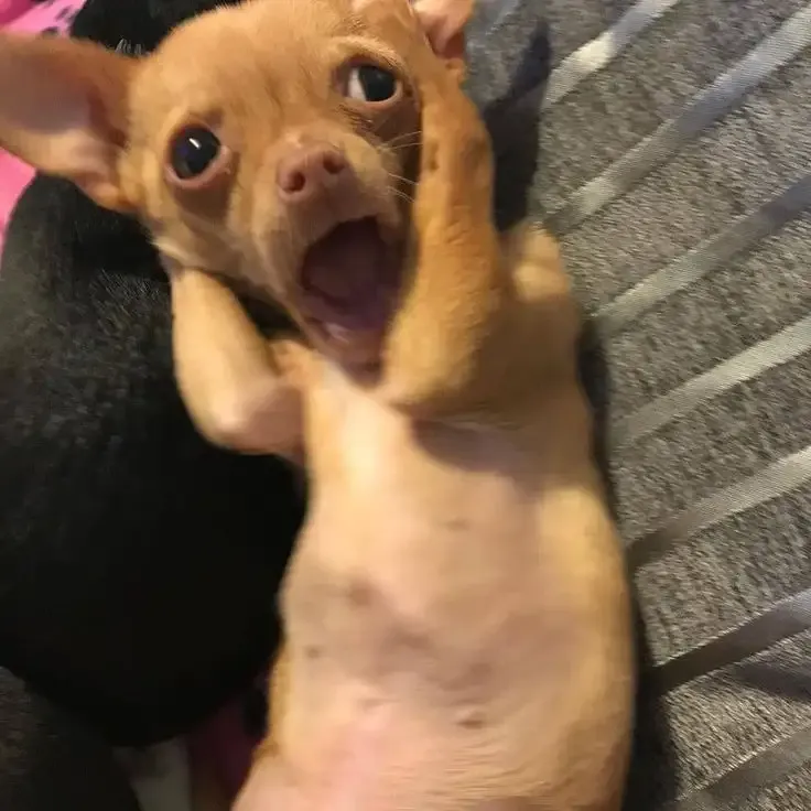 ảnh Meme dog 9