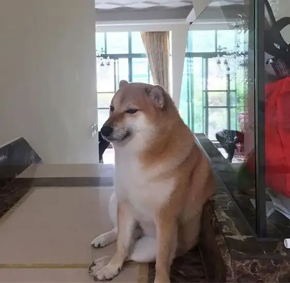 ảnh Meme dog 10