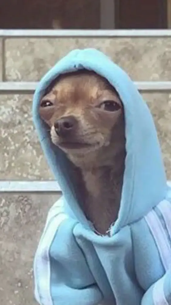 ảnh Meme dog 2