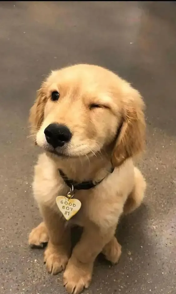 ảnh Meme dog 11