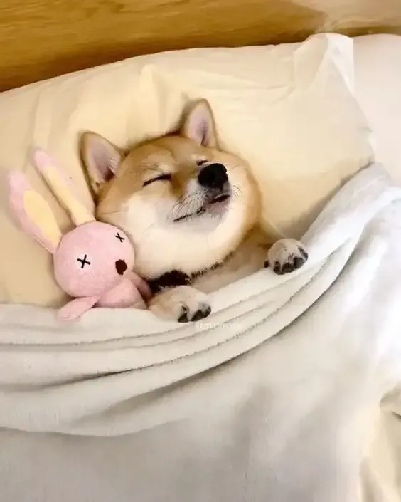 ảnh Meme dog 3