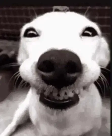 ảnh Meme dog 14