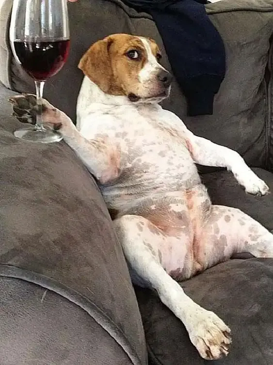 ảnh Meme dog 15