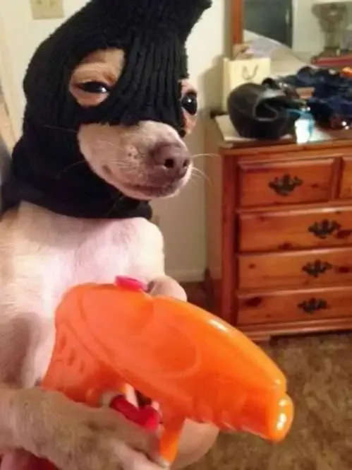 ảnh Meme dog 17