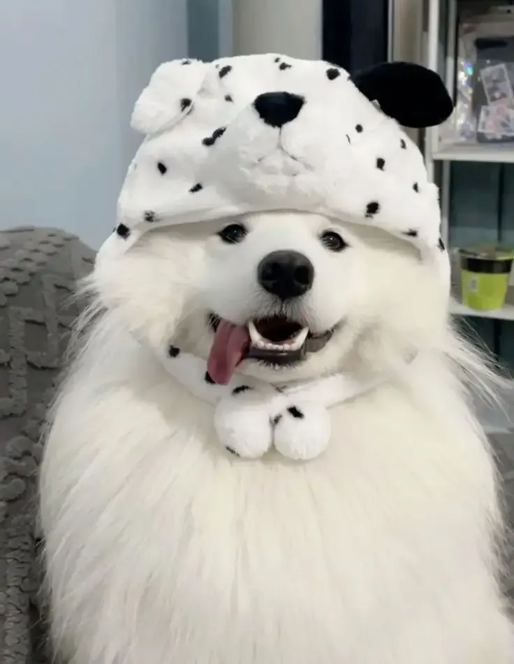 ảnh Meme dog 33