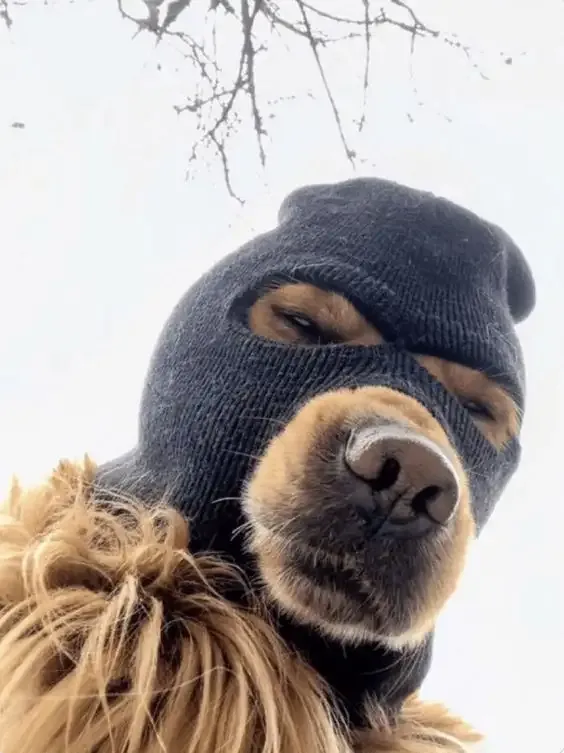 ảnh Meme dog 18