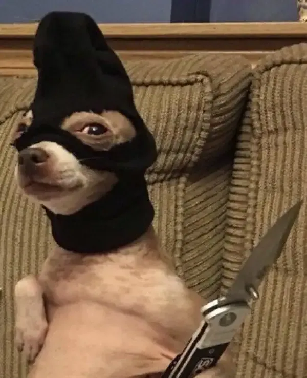 ảnh Meme dog 5