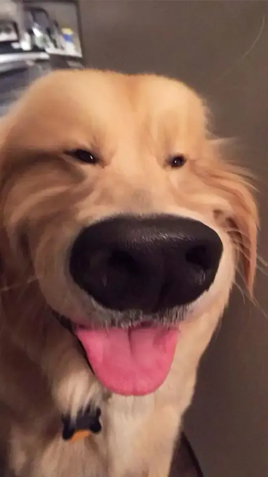 ảnh Meme dog 35