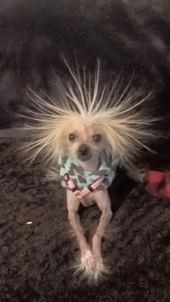 ảnh Meme dog 19