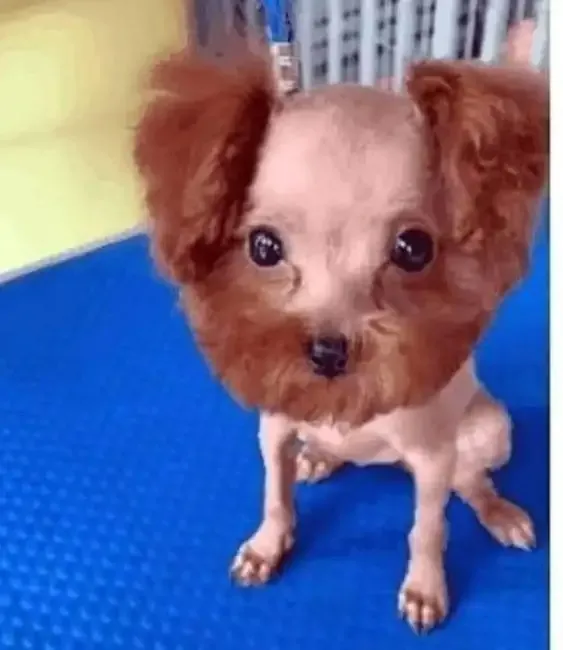 ảnh Meme dog 36