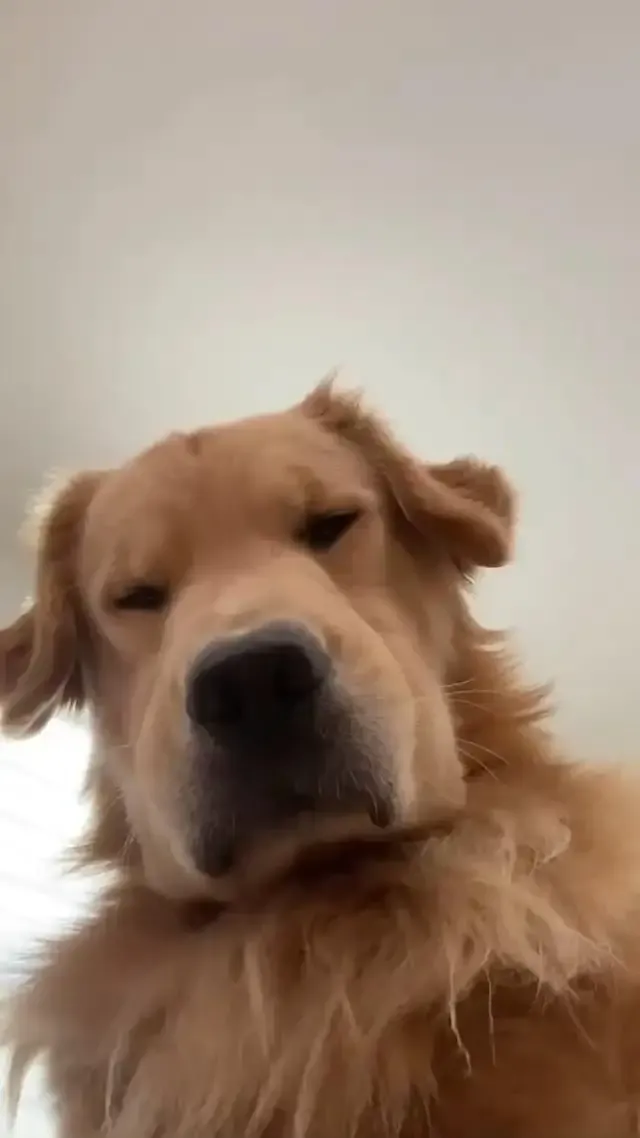 ảnh Meme dog 37